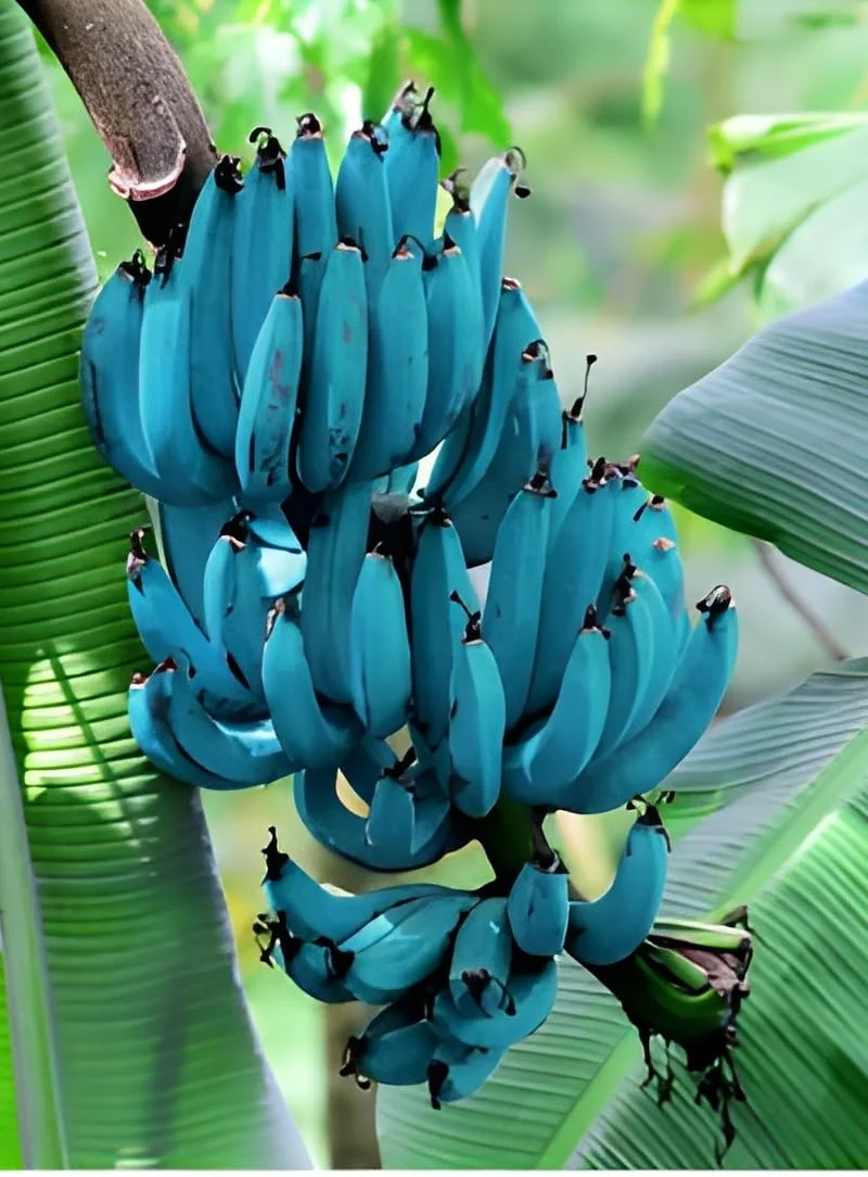 Blue Banana Fruit Seeds for Planting, Enhance Your Garden with Exotic Fruit Seeds