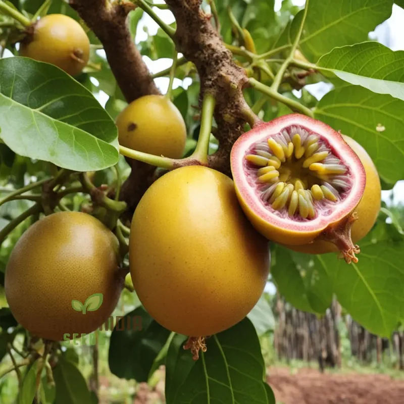Enchanting Yellow Passion Fruit Seeds, A Planting Guide for Your Garden Oasis
