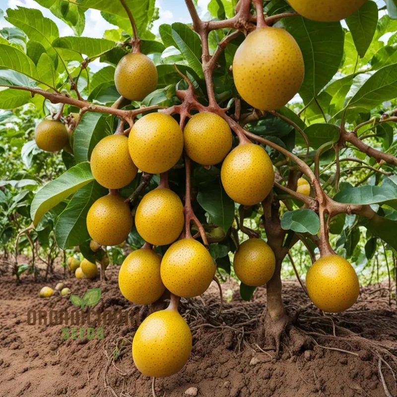 Enchanting Yellow Passion Fruit Seeds, A Planting Guide for Your Garden Oasis