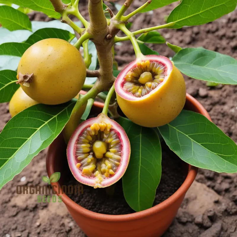 Enchanting Yellow Passion Fruit Seeds, A Planting Guide for Your Garden Oasis
