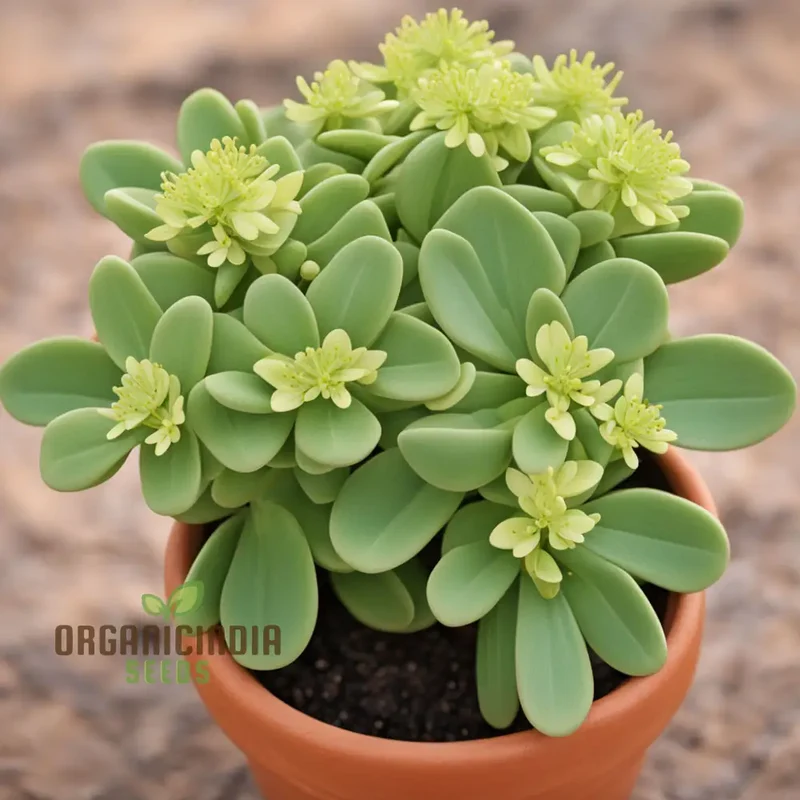 Oasis with Mediterranean Spurge Flower Seeds, Captivate Your Senses with Exotic, Beauty and Timeless Elegance