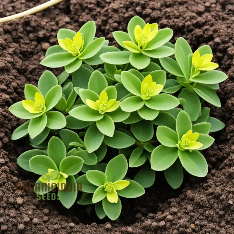 Oasis with Mediterranean Spurge Flower Seeds, Captivate Your Senses with Exotic, Beauty and Timeless Elegance