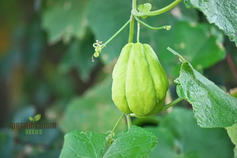 Chayote Seeds for Planting - Enhance Your Garden and Cuisine