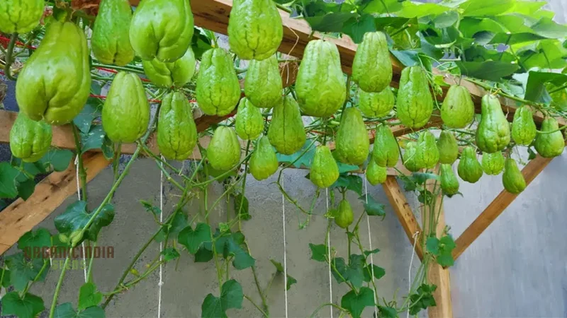 Chayote Seeds for Planting - Enhance Your Garden and Cuisine
