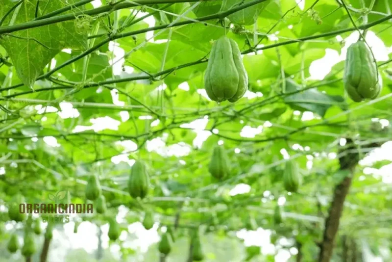 Chayote Seeds for Planting - Enhance Your Garden and Cuisine