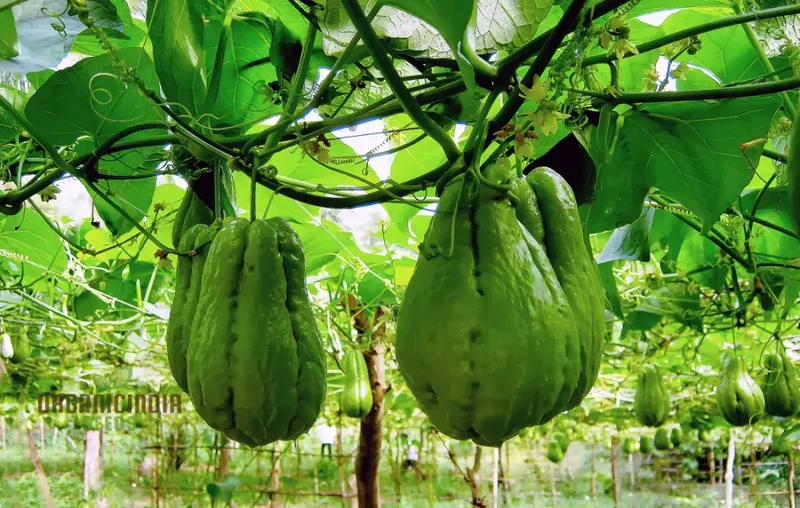Chayote Seeds for Planting - Enhance Your Garden and Cuisine