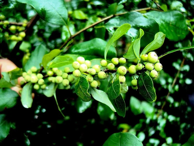 Commiphora Wightii Guggul Myrrh Tree Seeds - Cultivate Your Own Medicinal Oasis