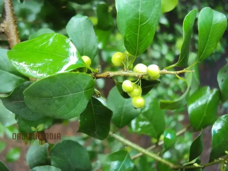 Commiphora Wightii Guggul Myrrh Tree Seeds - Cultivate Your Own Medicinal Oasis