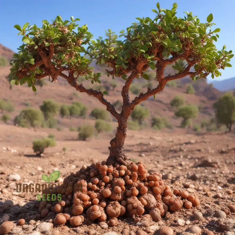 Commiphora Wightii Guggul Myrrh Tree Seeds - Cultivate Your Own Medicinal Oasis