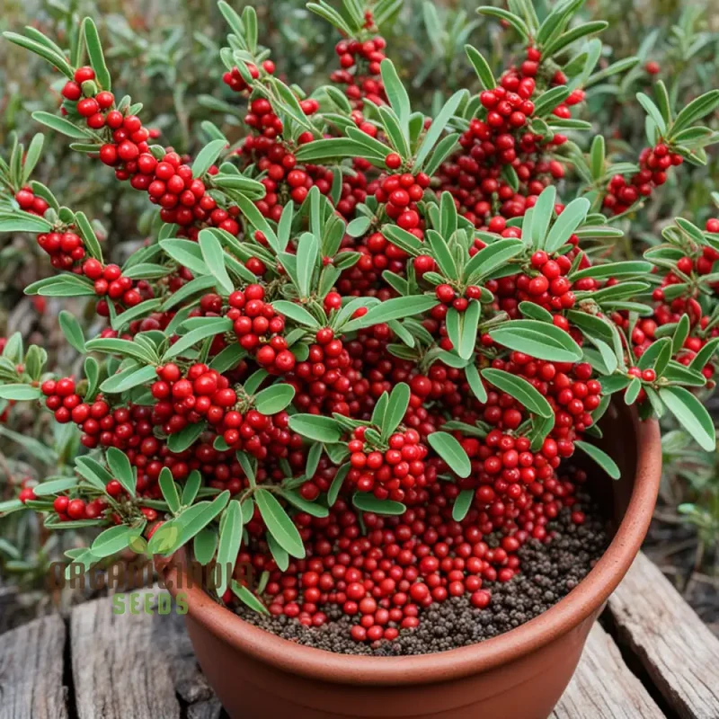 Buffalo Berry Fruit Seed, Cultivate Your Own Native American Delight Berry Planting Seeds