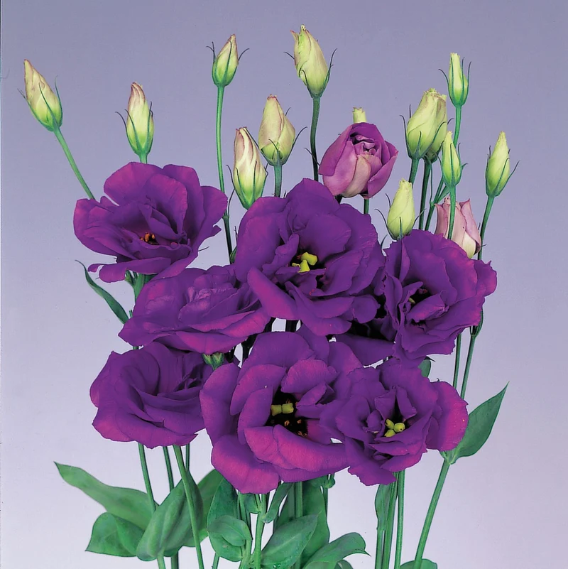 Purple Lisianthus Flower Seeds, Infuse Your Space with Vibrant Hues of Elegance and Sophistication