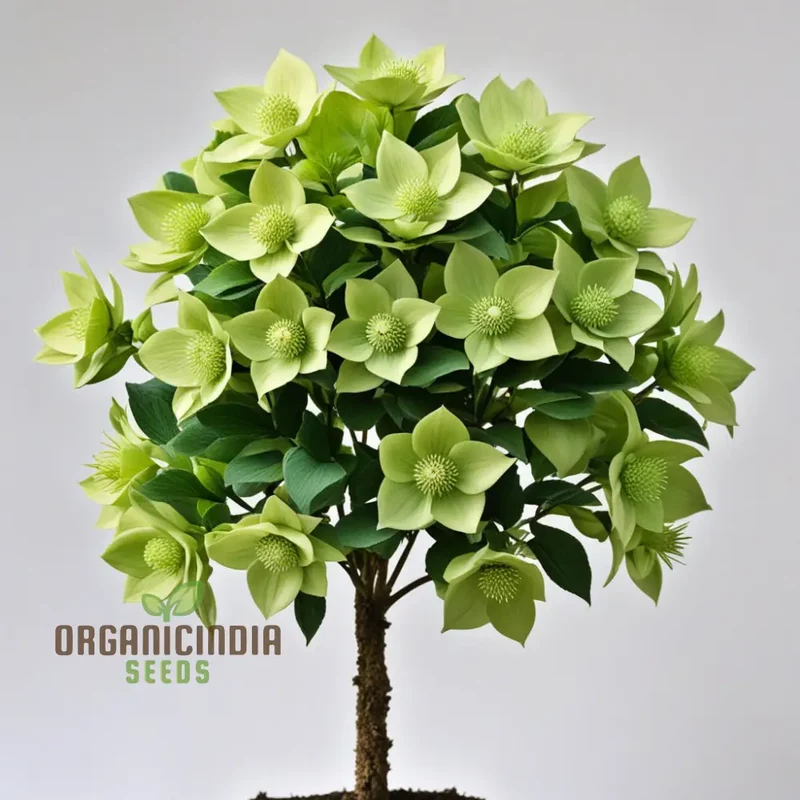Light Green Hellebore Seeds – Elegant Garden Blooms for Shade Gardens