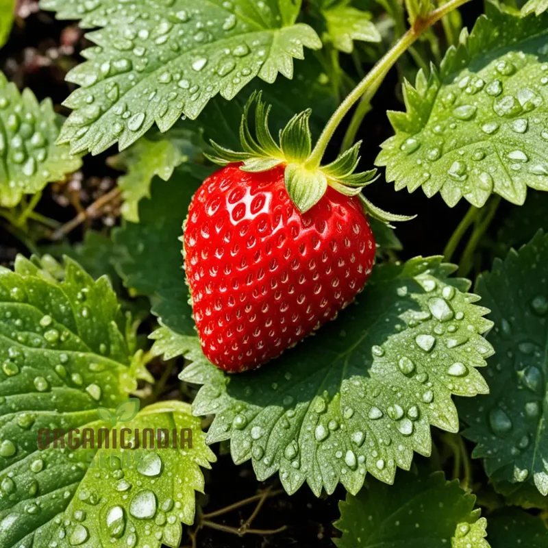 Hokowase Strawberry Seeds, Elevate Your Garden with Japanese Strawberry Seeds for Planting