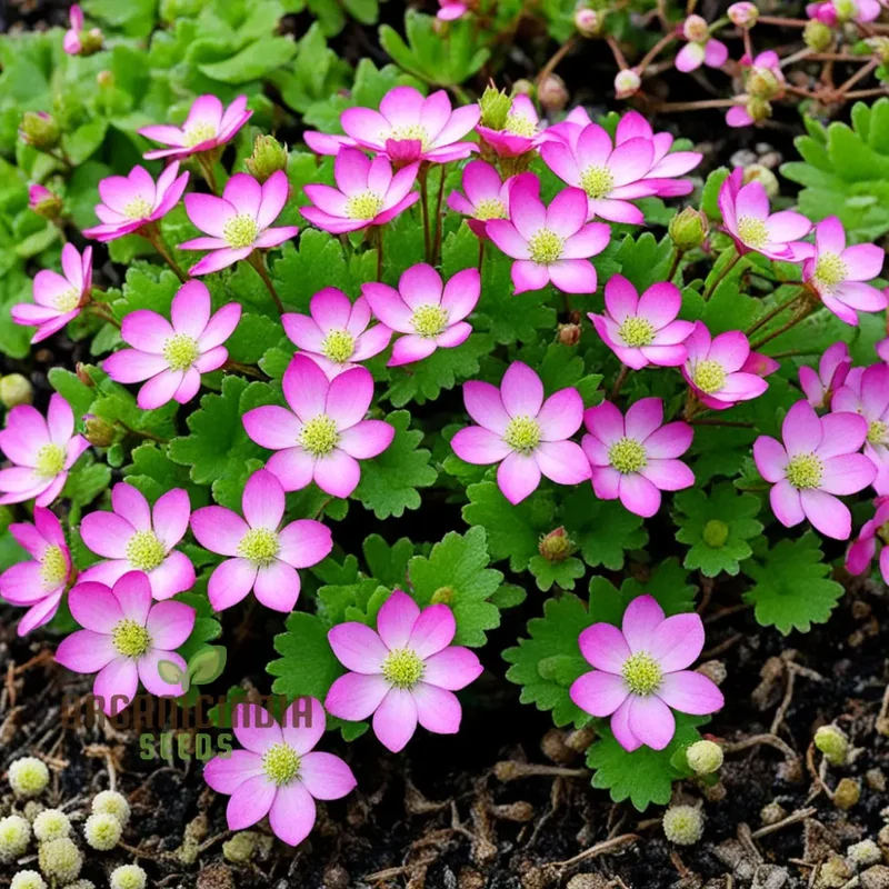 Saxifraga Mossy Seeds – Rose Saxifrage Variety for Beautiful Garden Blooms
