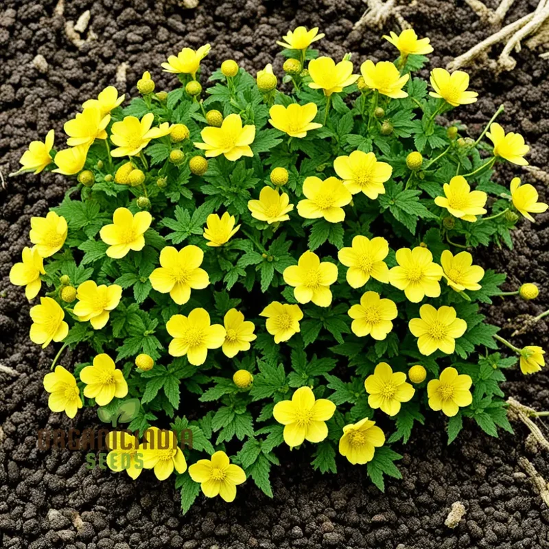 Kerria Japonica Yellow Flower Seeds for Planting – Deciduous Shrub with Spring Blooms for Garden Borders, Landscaping, Hedges & Outdoor Spaces