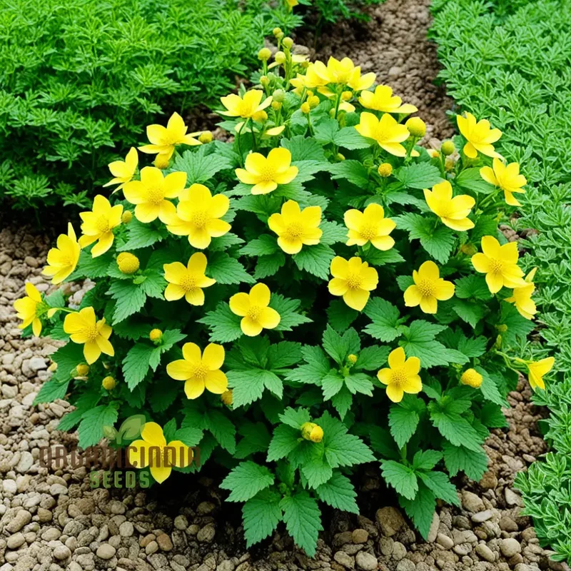 Kerria Japonica Yellow Flower Seeds for Planting – Deciduous Shrub with Spring Blooms for Garden Borders, Landscaping, Hedges & Outdoor Spaces