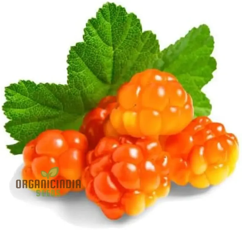 Embark on a Delicious Journey with Cloudberry Fruit Seeds, Grow Your Own Sweet Bounty
