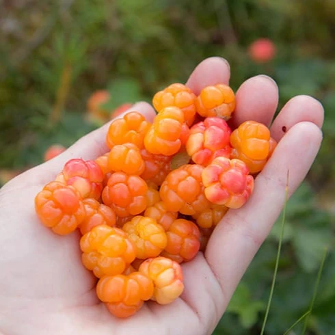 Embark on a Delicious Journey with Cloudberry Fruit Seeds, Grow Your Own Sweet Bounty