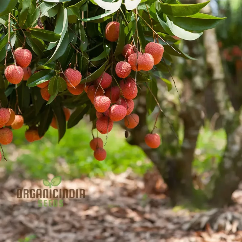 Red Lychee Seeds for Planting, Cultivate Your Own Orchard with Exotic Fruit Seeds