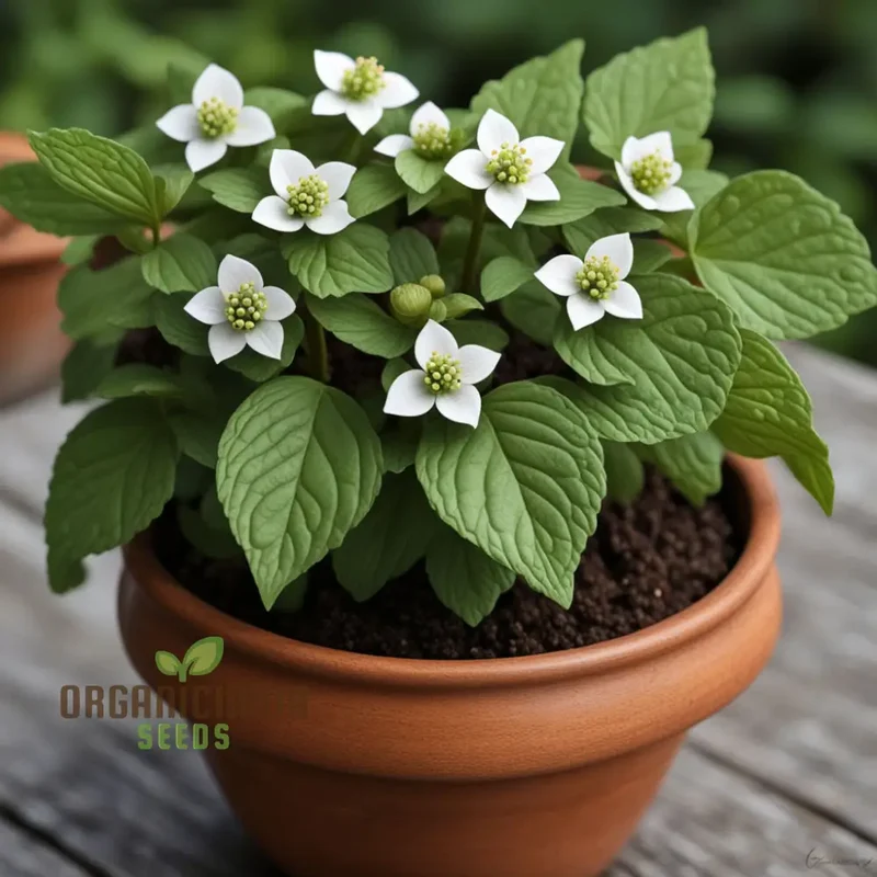 Bunchberry Flower Seeds, Nurture Your Garden with Nature's Beauty