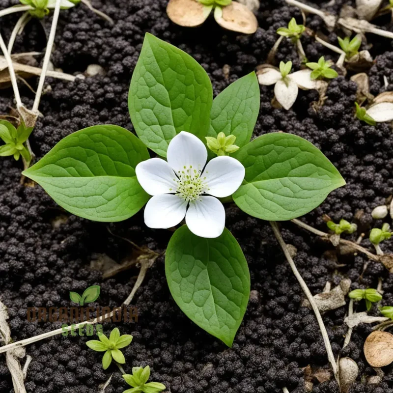 Bunchberry Flower Seeds, Nurture Your Garden with Nature's Beauty