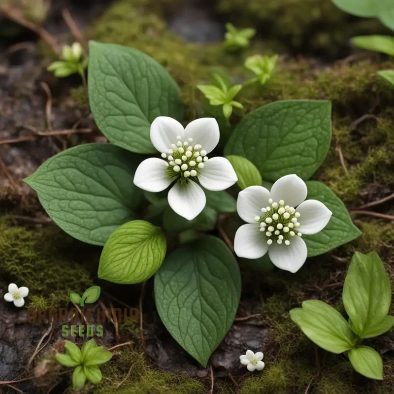 Bunchberry Flower Seeds, Nurture Your Garden with Nature's Beauty