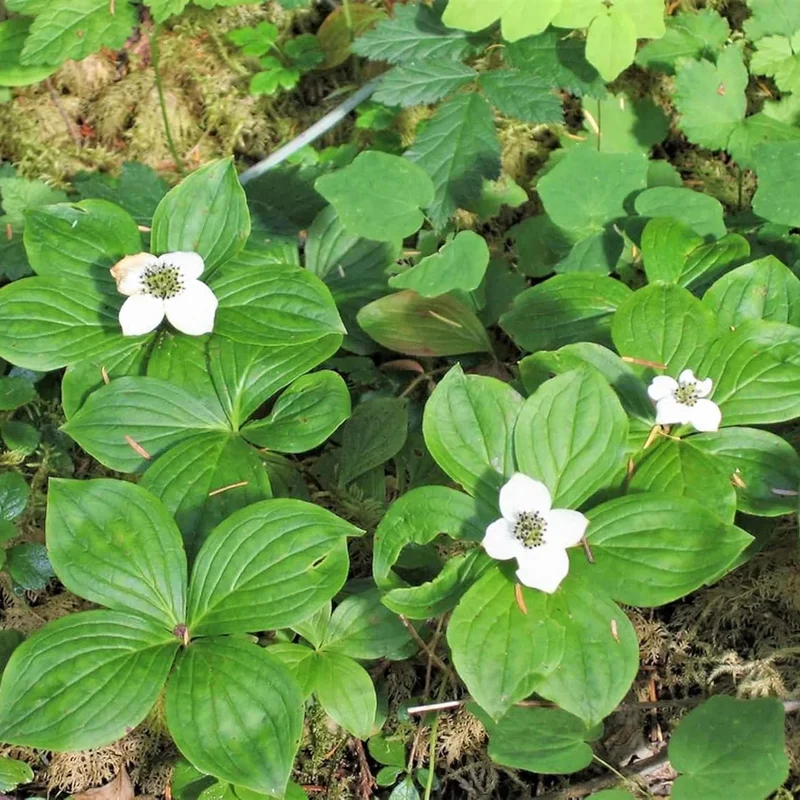 Bunchberry Flower Seeds, Nurture Your Garden with Nature's Beauty