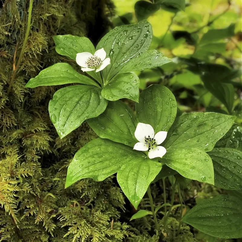 Bunchberry Flower Seeds, Nurture Your Garden with Nature's Beauty