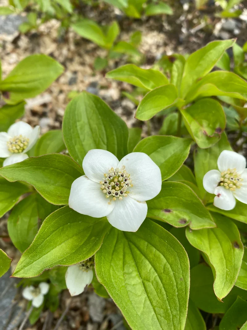 Bunchberry Flower Seeds, Nurture Your Garden with Nature's Beauty