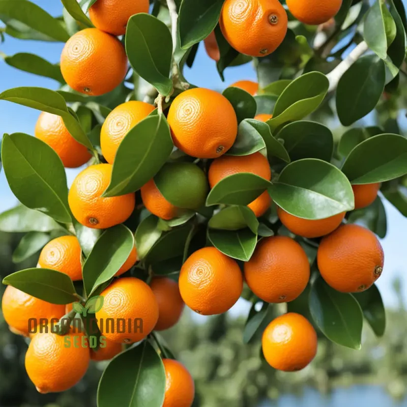 Orange Calamondin Seeds, Citrus Seed For Planting, Exotic Orange Calamondin Fruit Seeds Grow Your Own Citrus Delight
