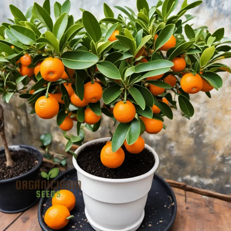 Orange Calamondin Seeds, Citrus Seed For Planting, Exotic Orange Calamondin Fruit Seeds Grow Your Own Citrus Delight
