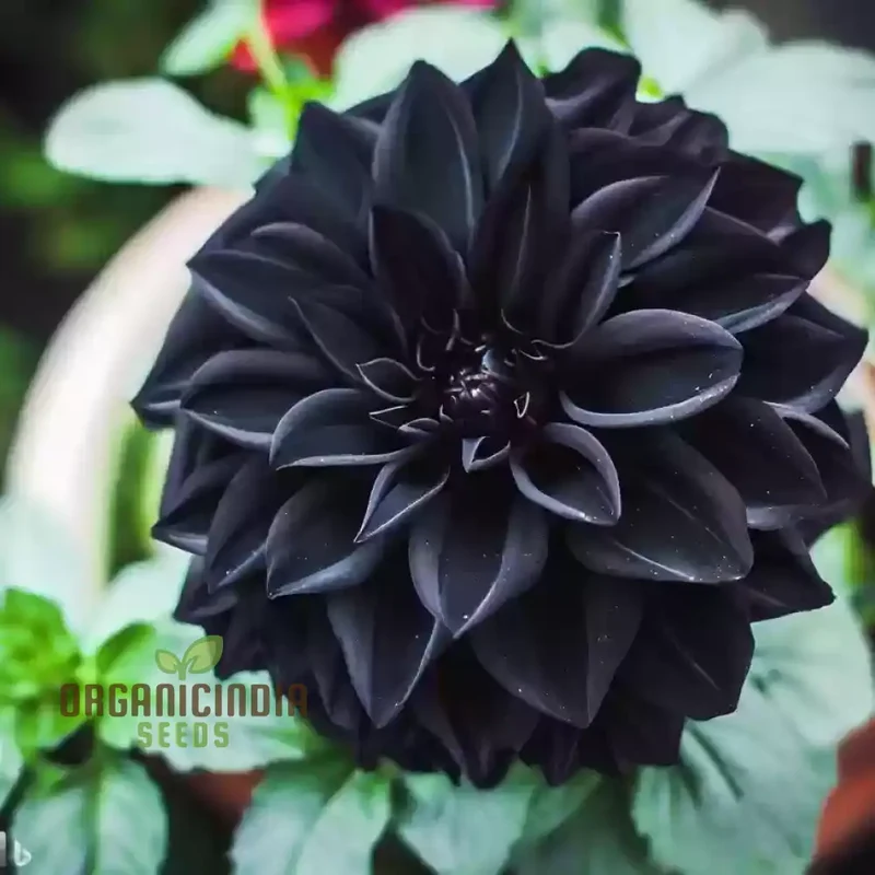 Dahlia Flower Seeds to Plant Outside