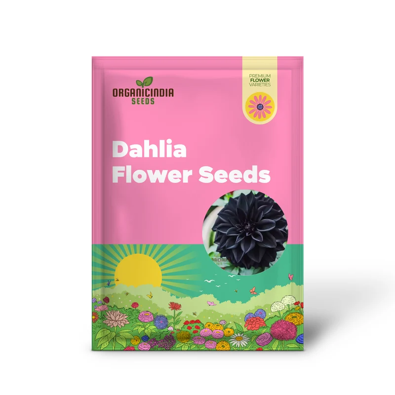 Dahlia Flower Seeds to Plant Outside
