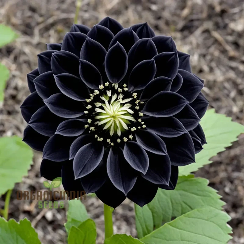 Dahlia Flower Seeds to Plant Outside