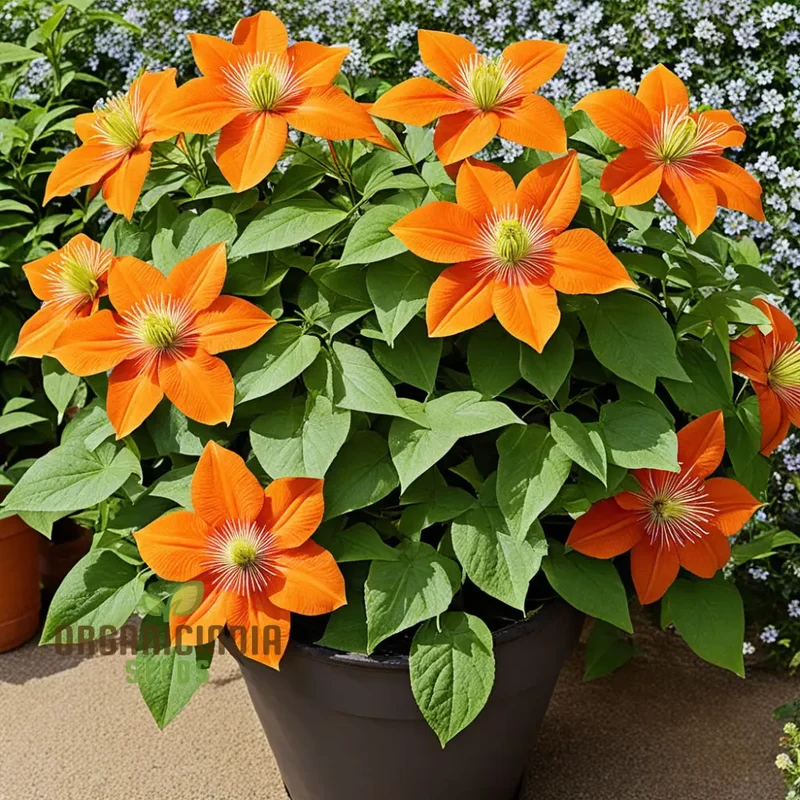 Orange Clematis Seeds – Vibrant Climbing Bloom Variety for Colorful Gardens