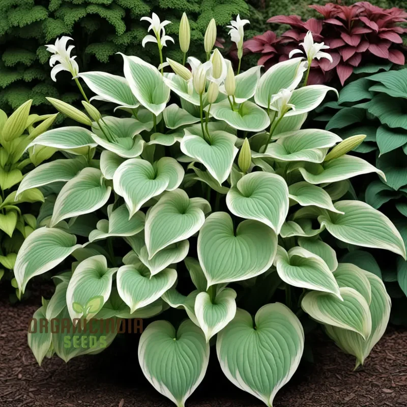 Jardin Perennials Hosta Lily Seeds – Variegated Foliage, Assorted Colors