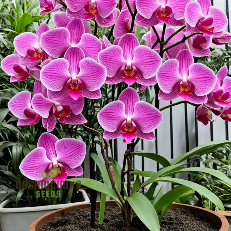 Pink Orchid Flower Seeds for a Garden Brimming with Elegance and Grace