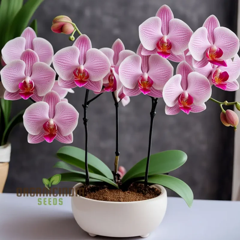 Pink Orchid Flower Seeds for a Garden Brimming with Elegance and Grace