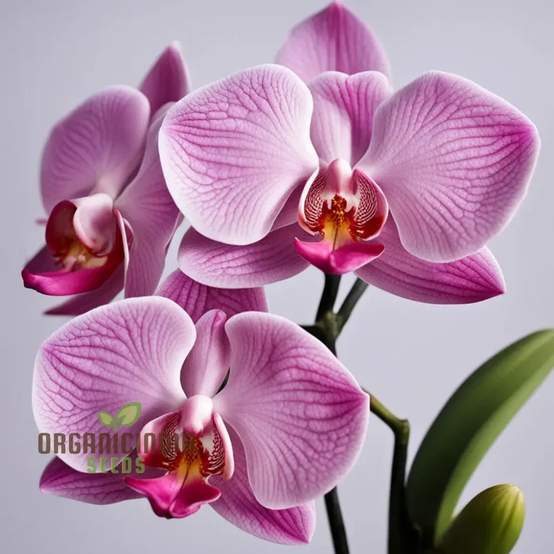 Pink Orchid Flower Seeds for a Garden Brimming with Elegance and Grace