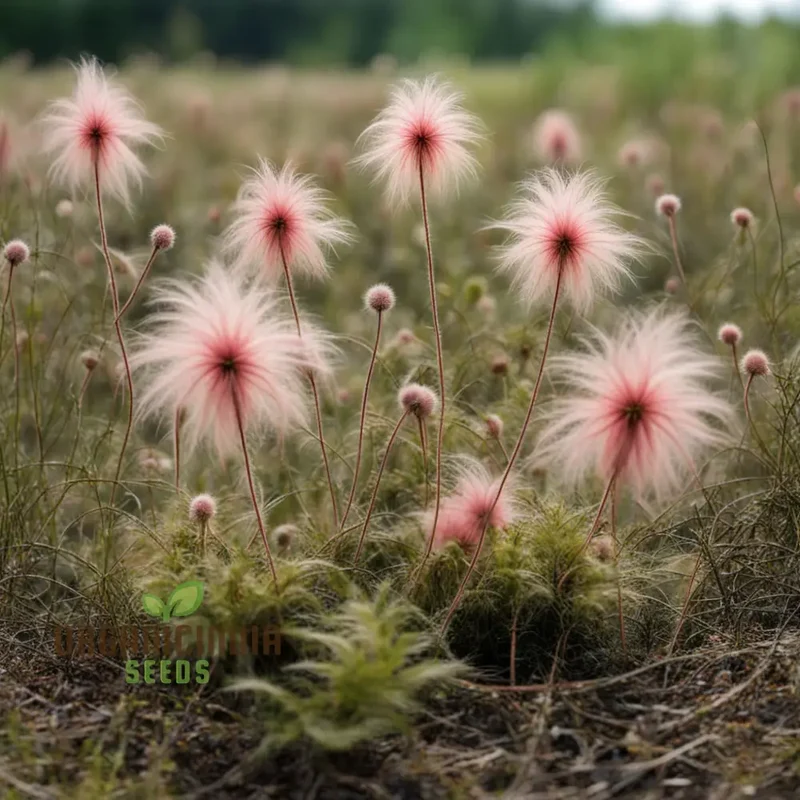 Prairie Flower Seeds, Fragrant Perennial Smoke Seeds for Gardens