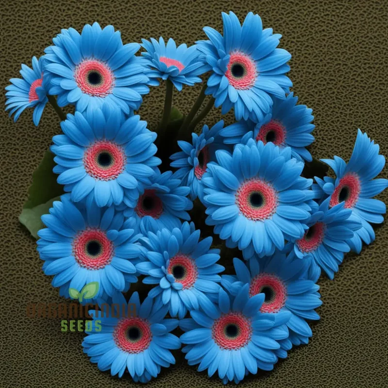 Blue Gerbera Daisy Flower Seeds - Captivating Blooms for Vibrant Garden Highlights