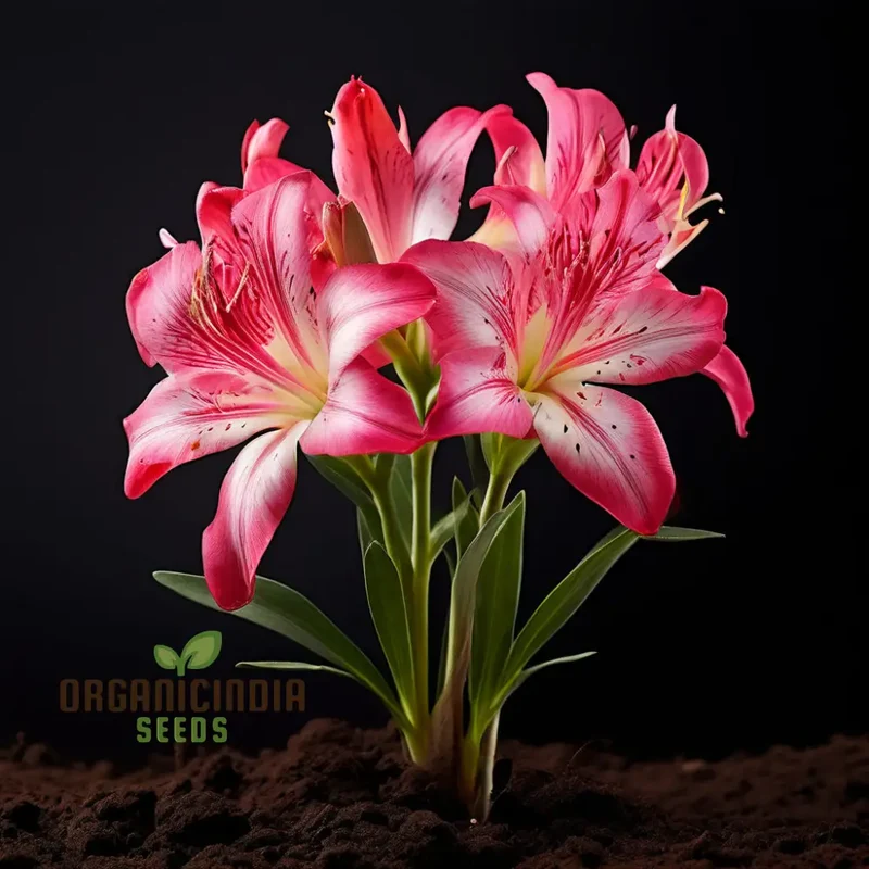Alstroemeria Seeds – Colorful Perennial Blooms for Garden Planting