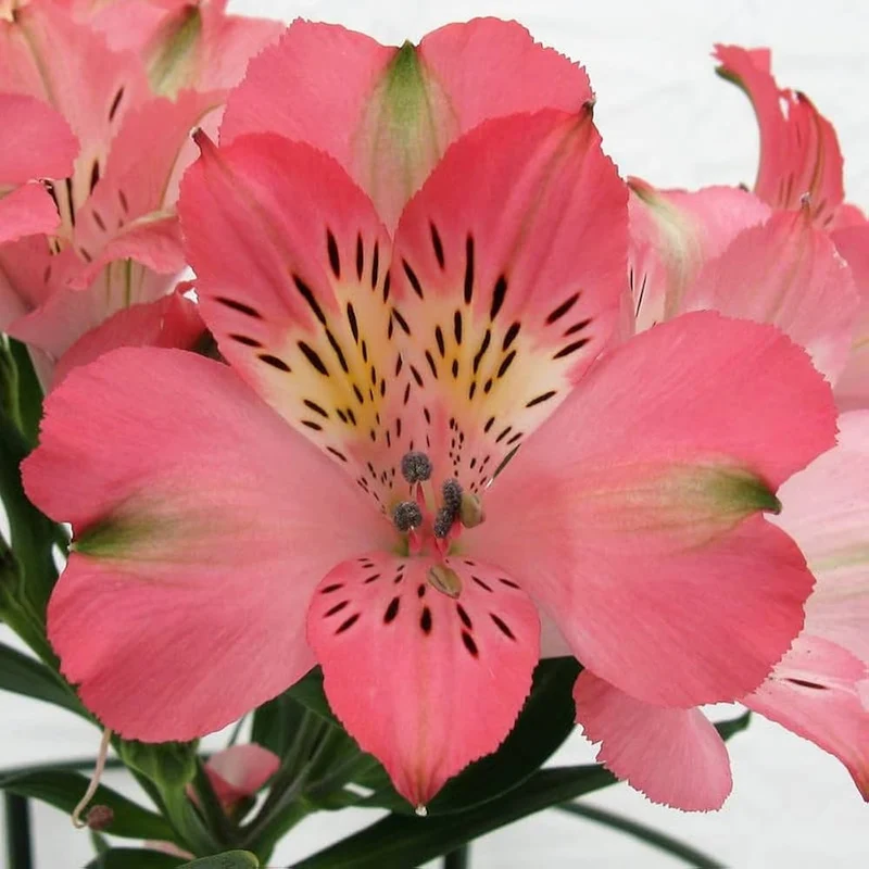 Alstroemeria Seeds – Colorful Perennial Blooms for Garden Planting