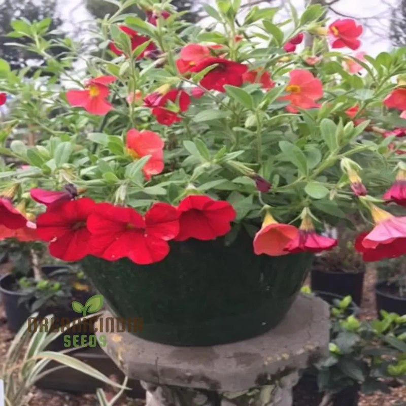 Radiant Red Calibrachoa Flower Seeds Await Your Planting