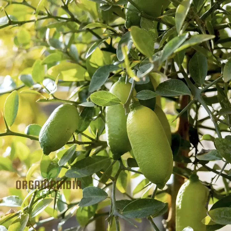 Green Finger Lime Seeds for planting – Grow Your Own Citrus Oasis