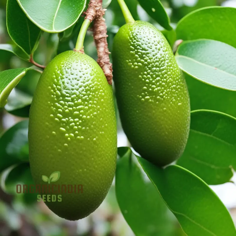 Green Finger Lime Seeds for planting – Grow Your Own Citrus Oasis