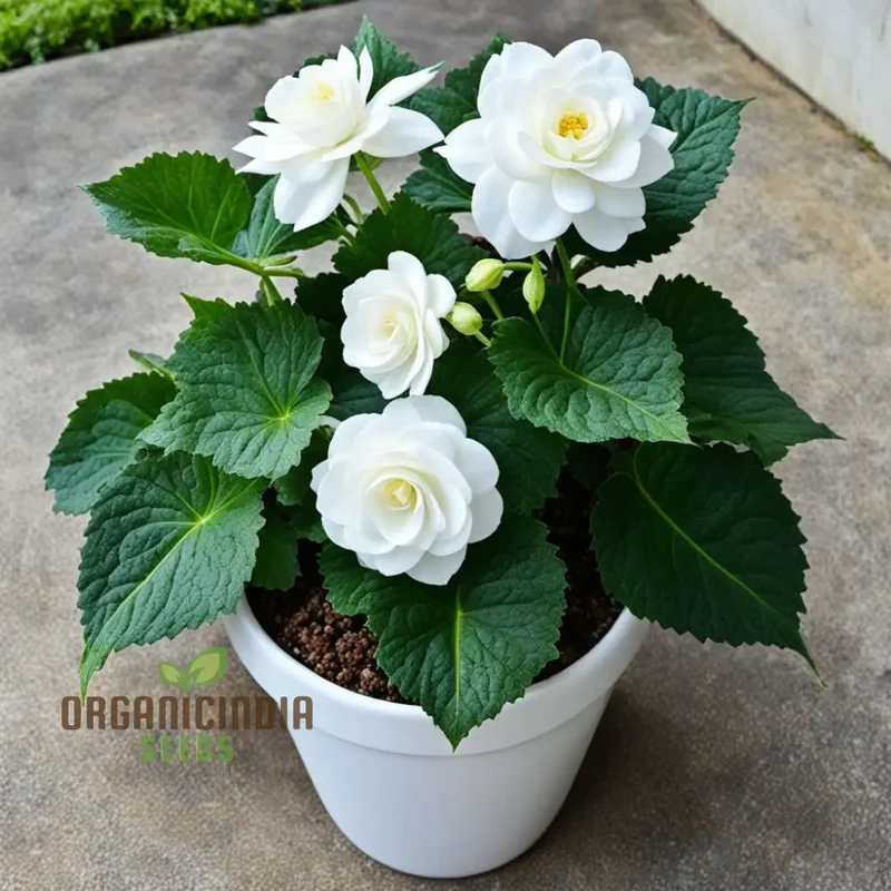 Begonia Tuberosa Double White Flower Seeds, Create a Stunning White Garden