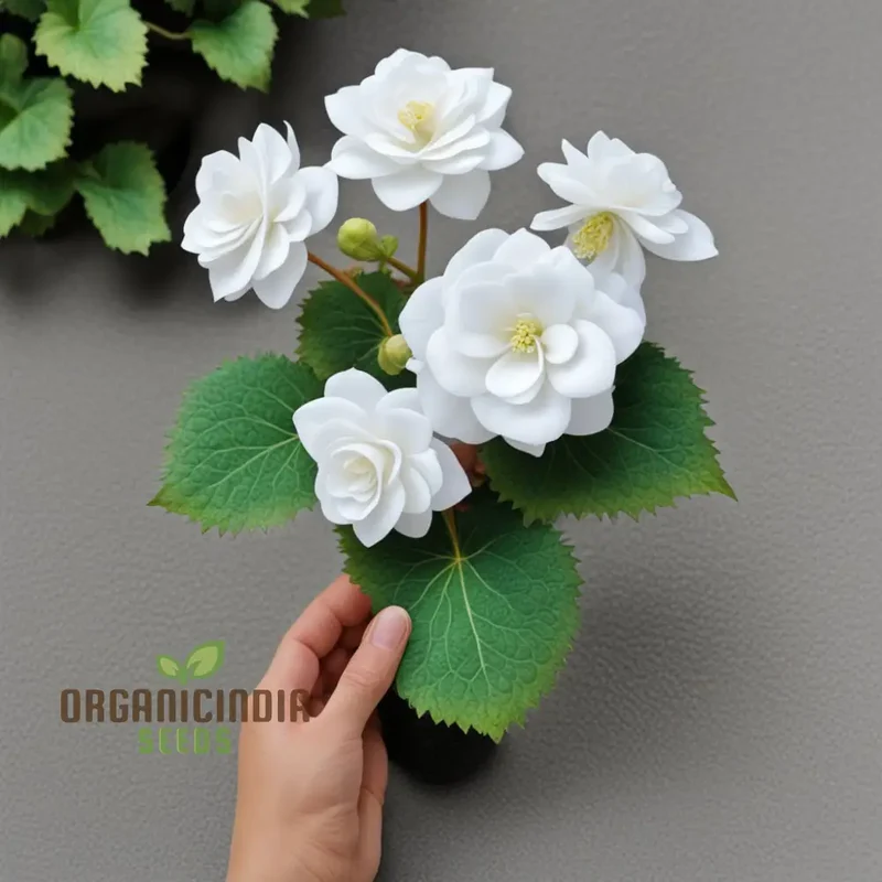 Begonia Tuberosa Double White Flower Seeds, Create a Stunning White Garden