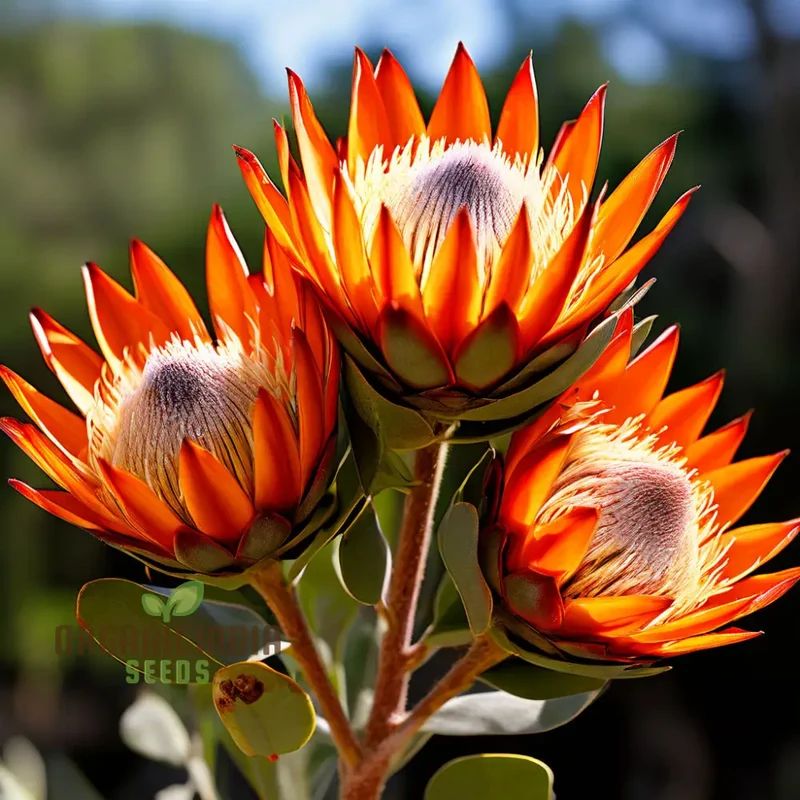 Fresh Orange Protea Flower Seeds - Exotic Blooms for Stunning Garden Displays