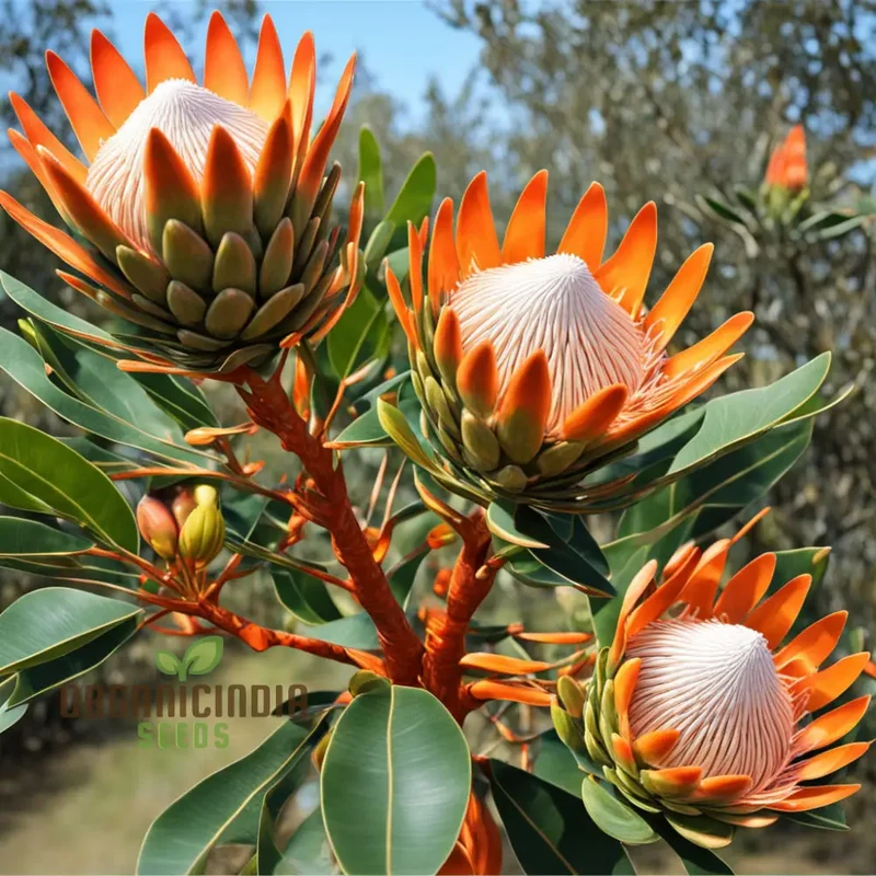 Fresh Orange Protea Flower Seeds - Exotic Blooms for Stunning Garden Displays
